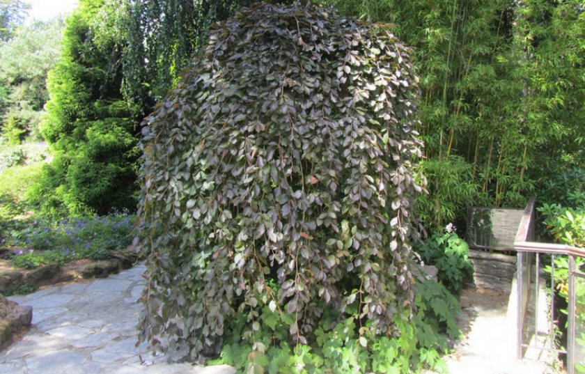 Бузина Pendula