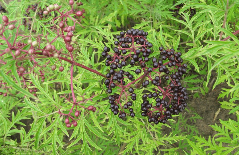 Бузина Acutiloba
