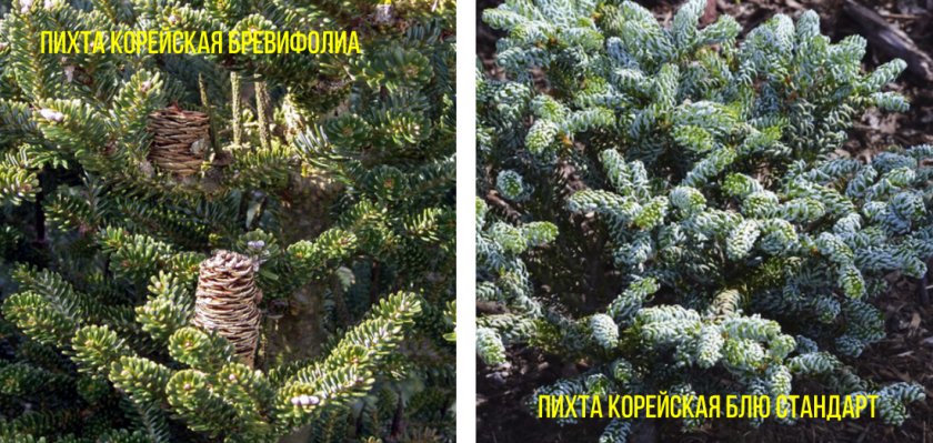 Сорта пихты корейской Блю Стандарт и Бревифолиа