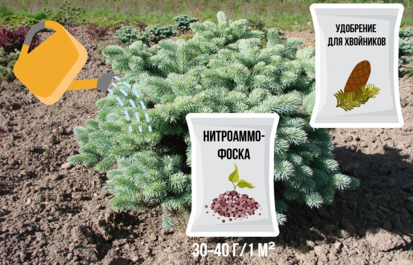 Полив и подкормка ели Глаука Глобоза