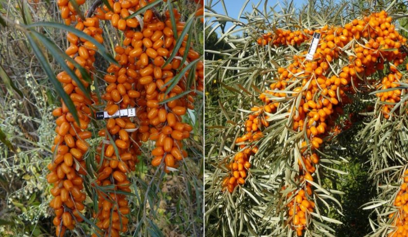 Облепиха Ажурная
