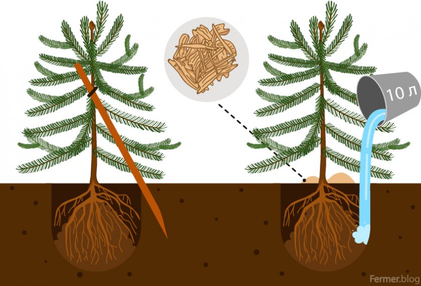 Схема посадки пихты
