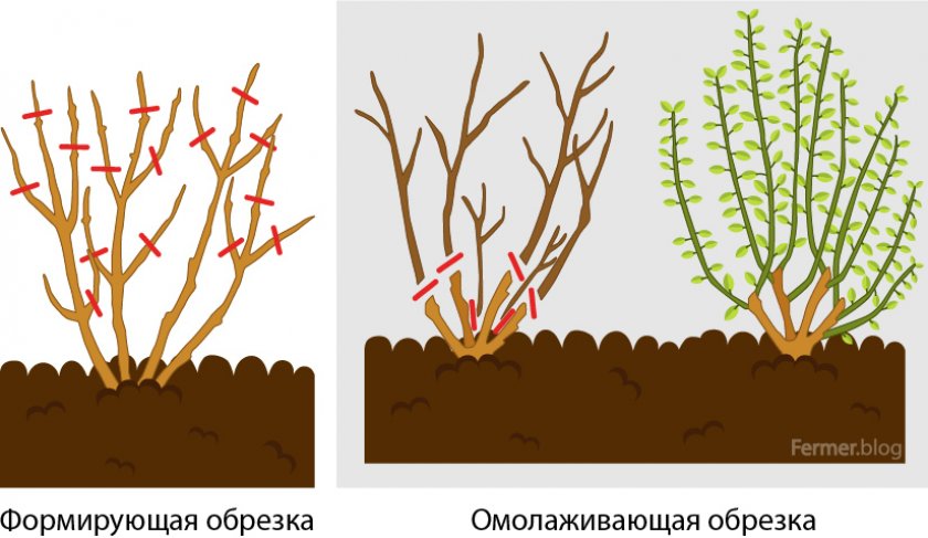 Схема обрезки бузины