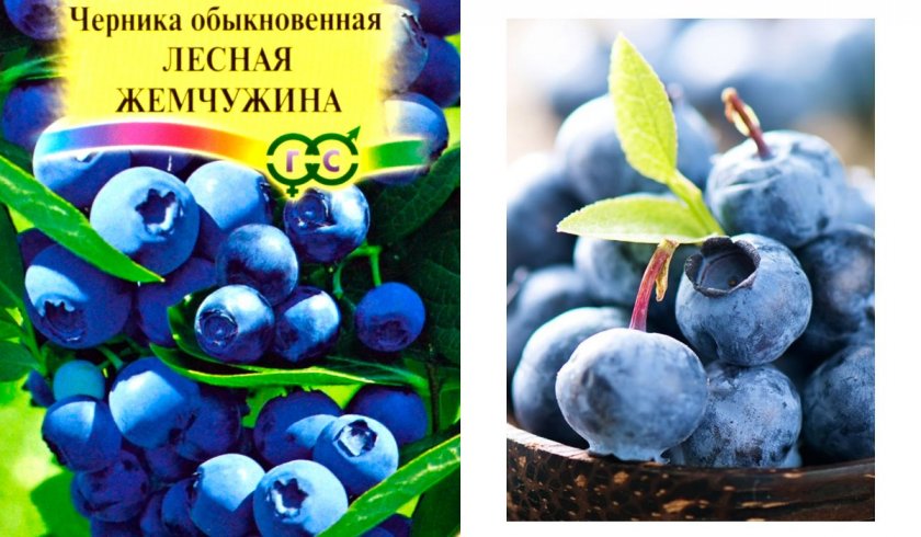 Черника Лесная жемчужина