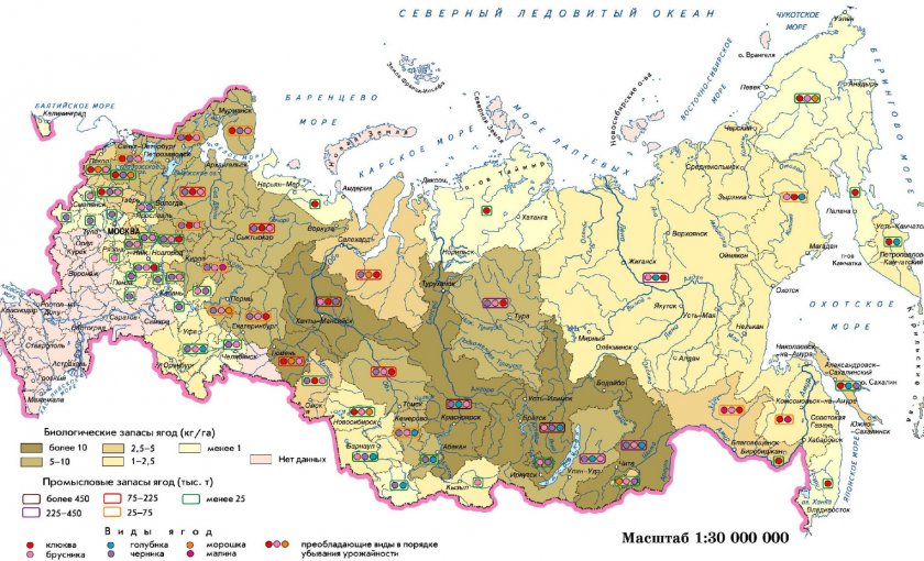 Распространение черники и других ягод по территории России
