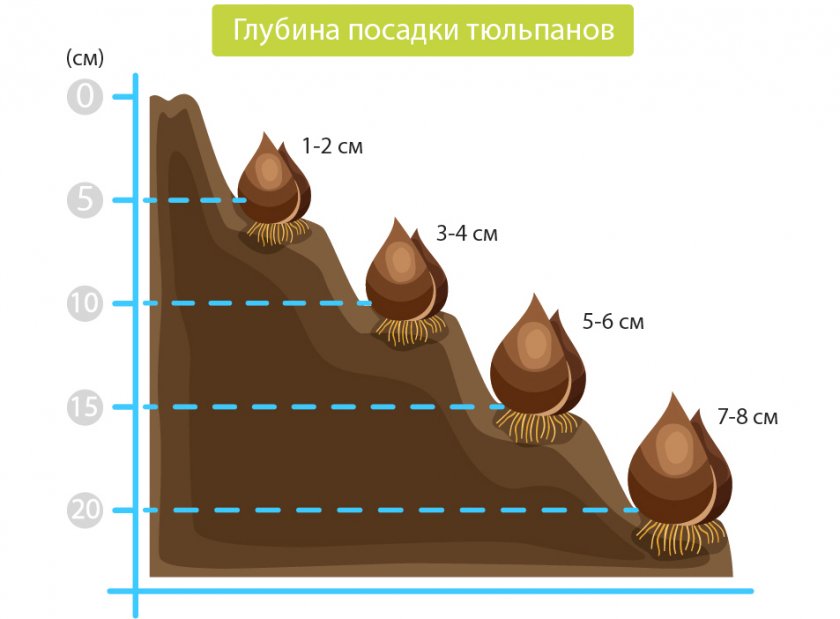 Глубина посадки тюльпанов