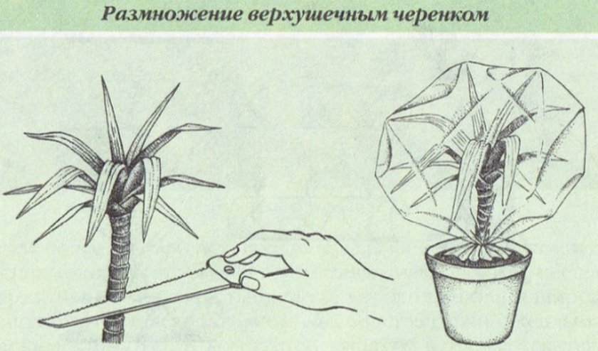 Размножение верхушечными черенками