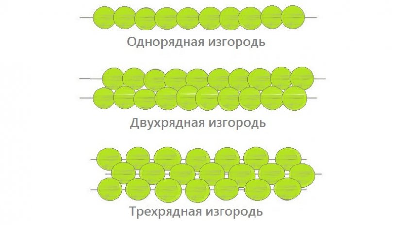 Виды живой изгороди