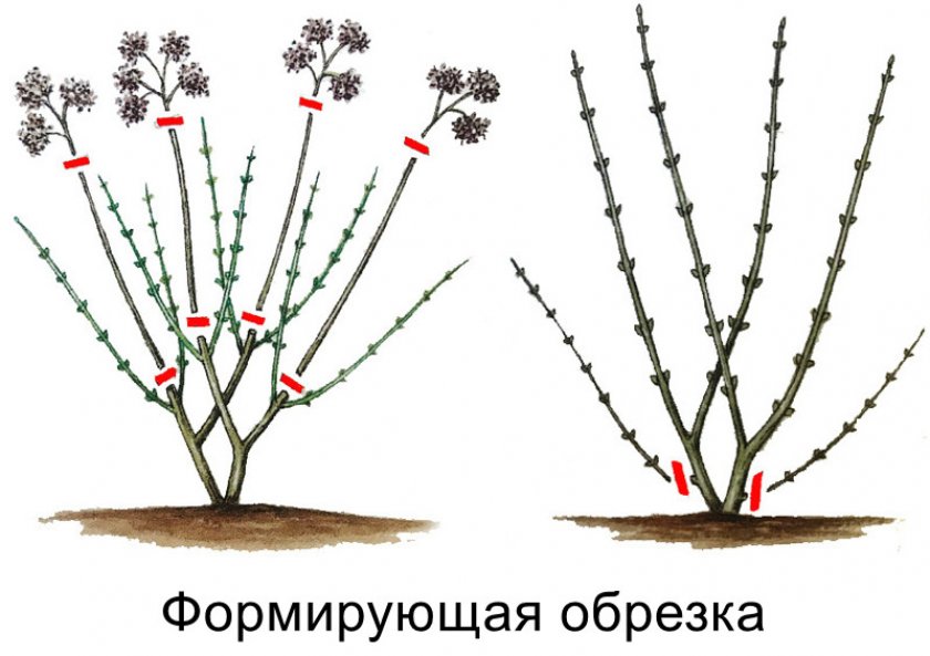 Формирующая обрезка гортензии