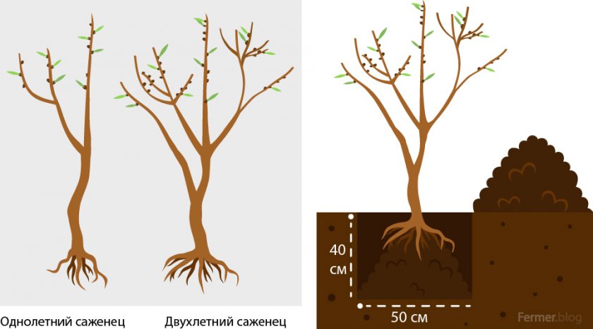 Схема посадки облепихи