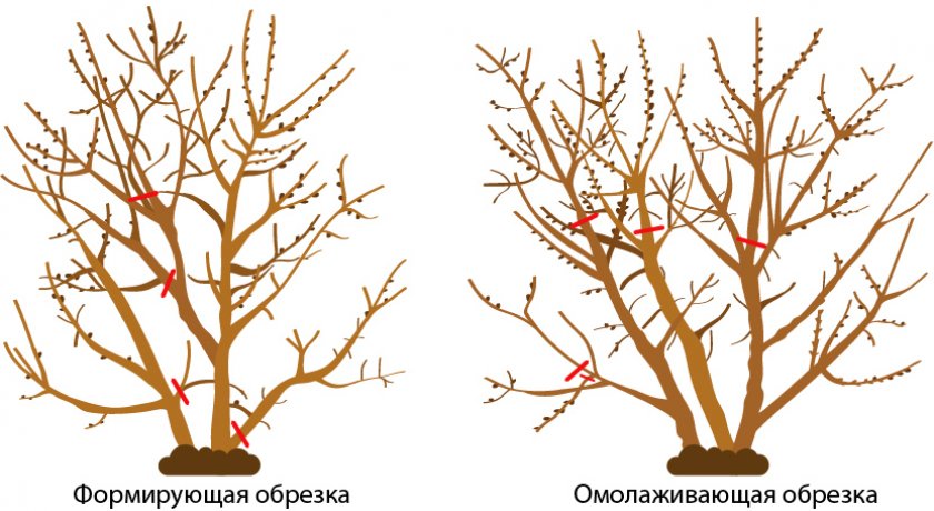 Обрезка облепихи