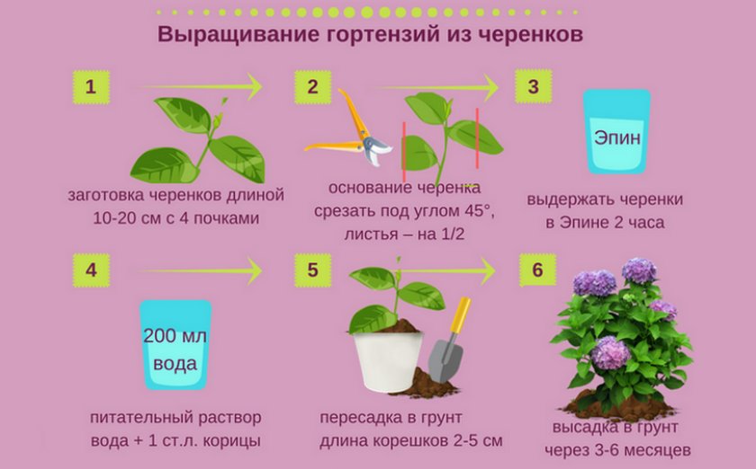 Черенкование гортензий