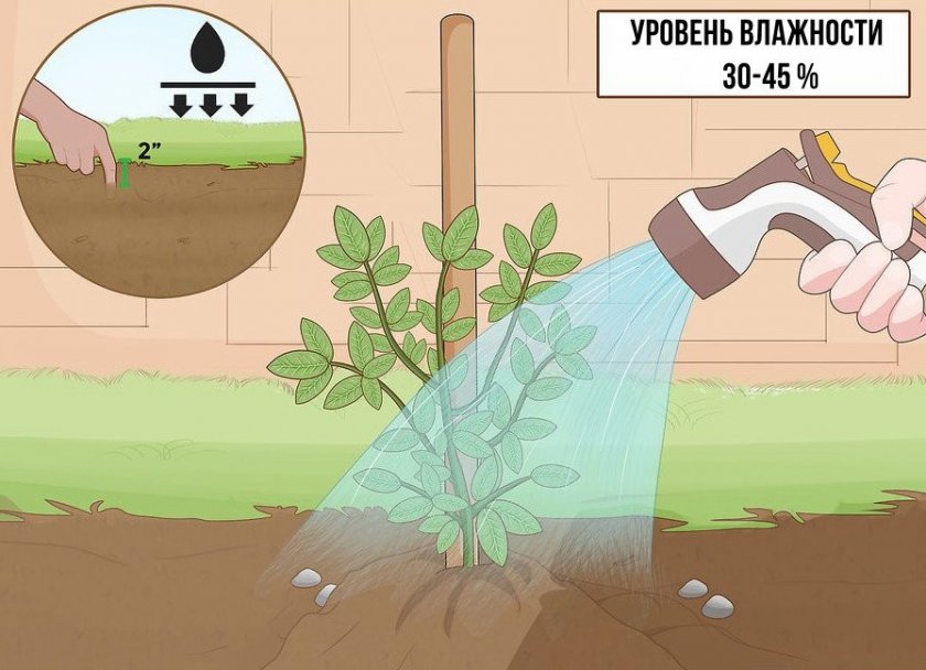 Полив жасмина