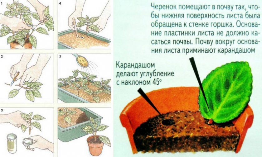 Размножение примулы черенками