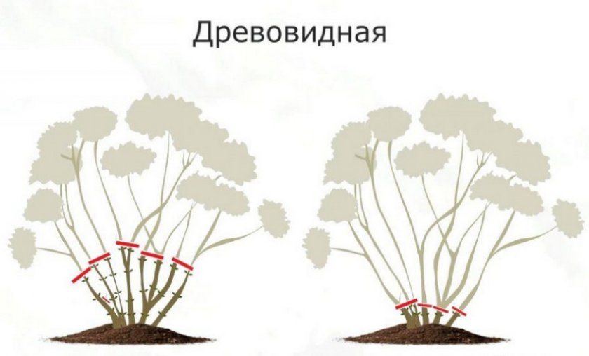 Схема обрезка древовидной гортензии