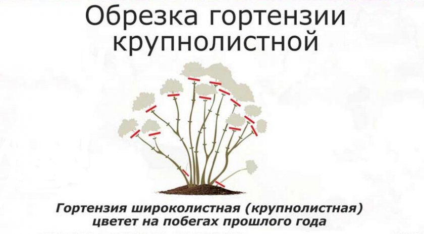 Обрезка крупнолистной гортензии