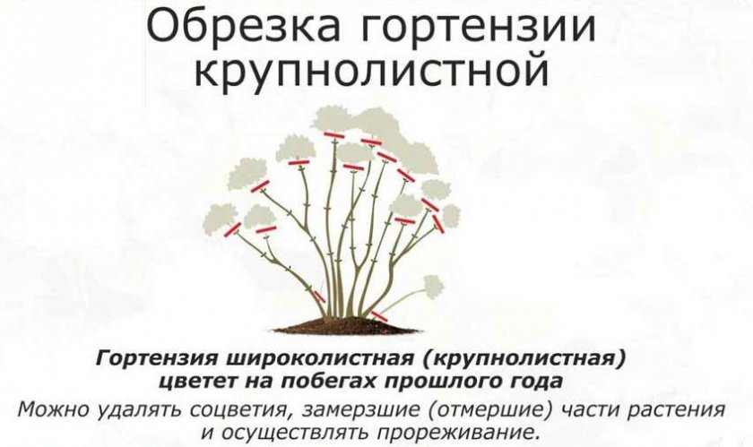 Обрезка крупнолистной гортензии