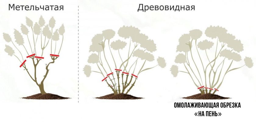 Омолаживающая обрезка гортензии