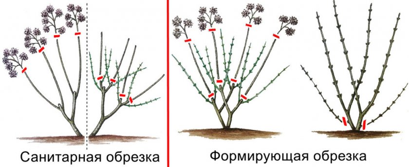 Формирующая и санитарная обрезка гортензии