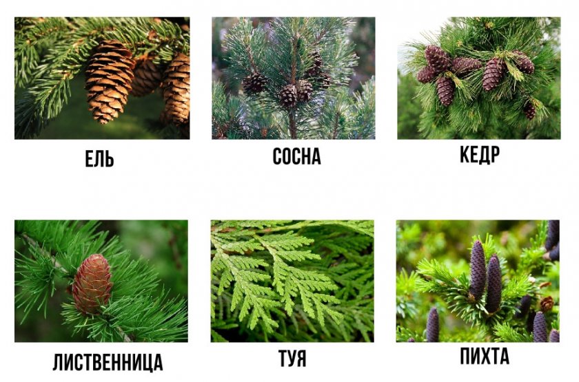 Отличия хвойных деревьев