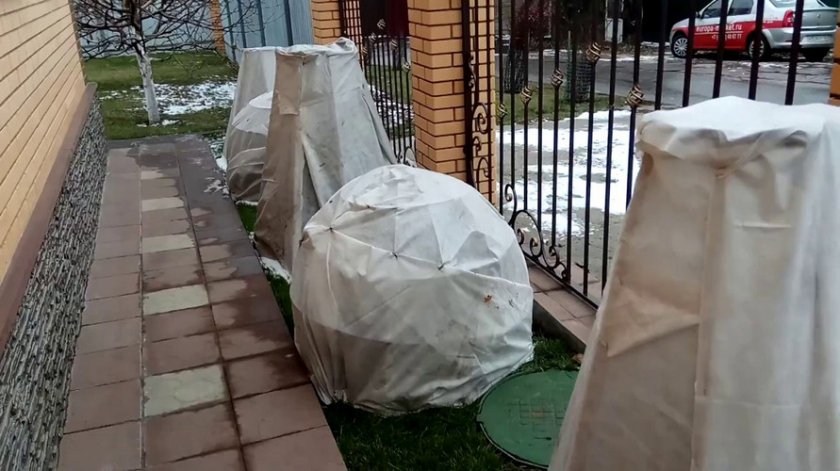 Укрытие можжевельника от солнечных ожогов