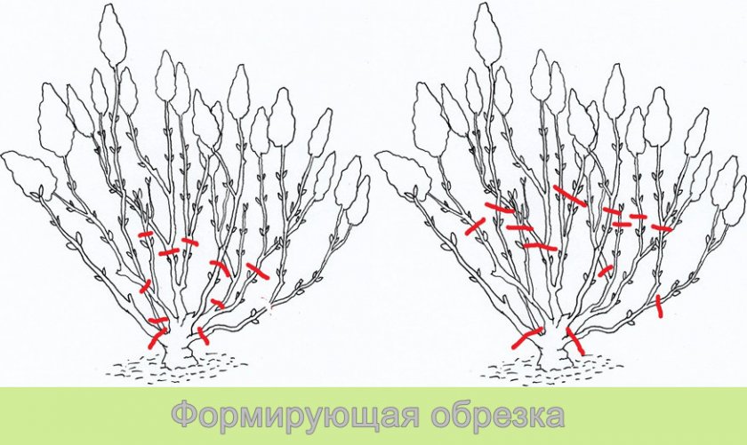 Формирующая обрезка метельчатой гортензии