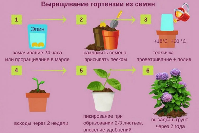 Выращивание гортензий из семян