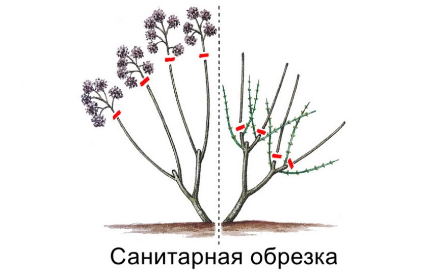 Санитарная обрезка гортензии