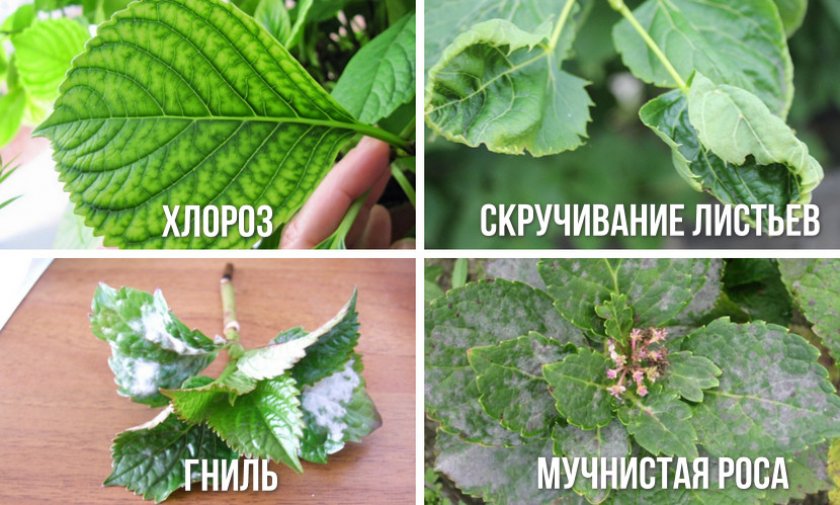 Заболевания гортензии