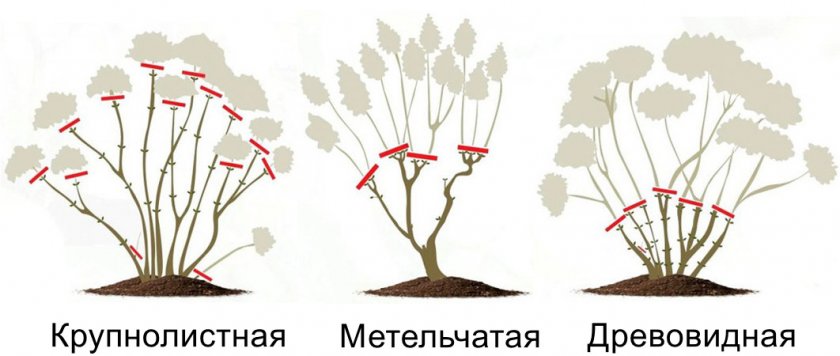 Обрезка гортензии