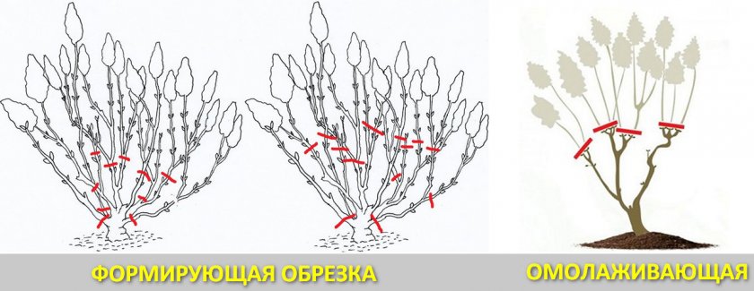 Формирующая и омолаживающая обрезка гортензии