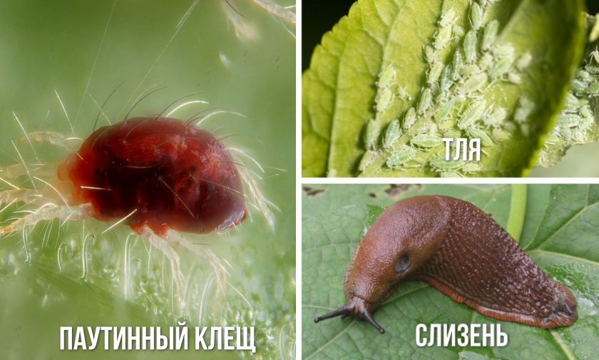 Вредители гортензии