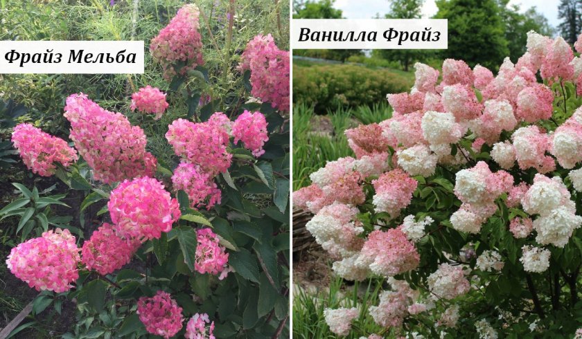 Сорта гортензии Фрайз