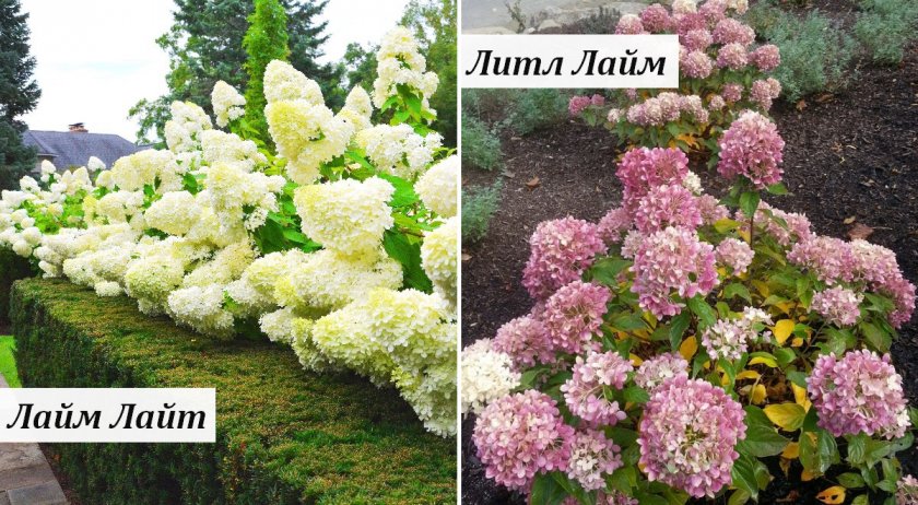 Отличие между Лаймлайт и Литл Лайт