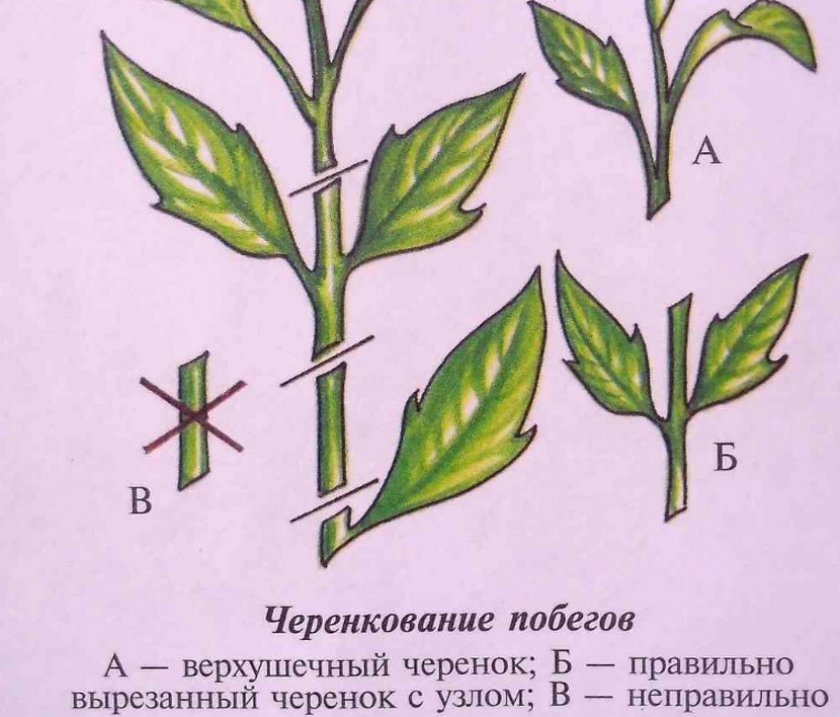 Черенкование побегов