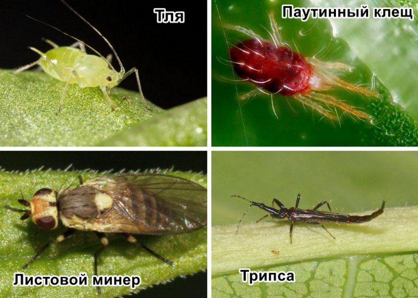 Вредители примулы