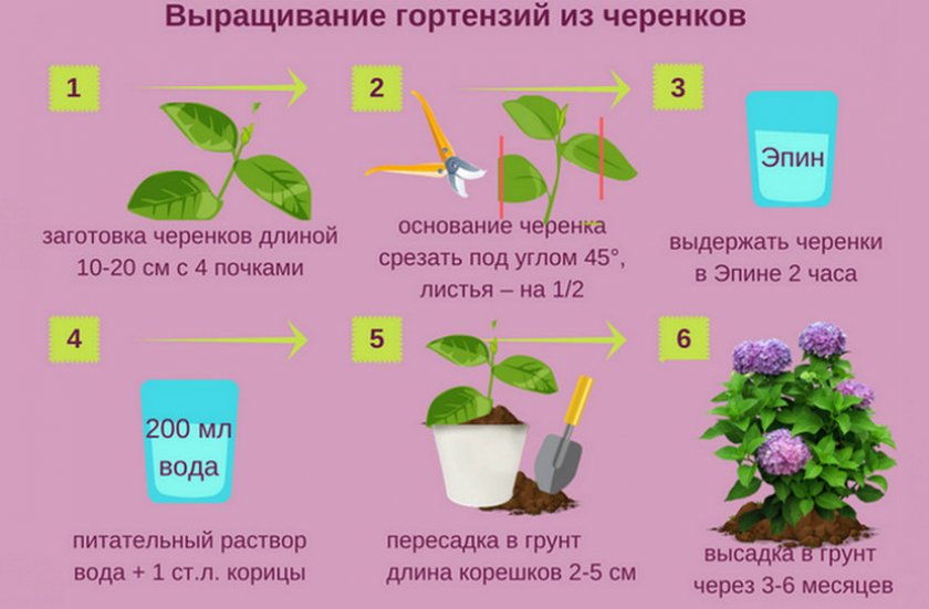Выращивание гортензий из черенков