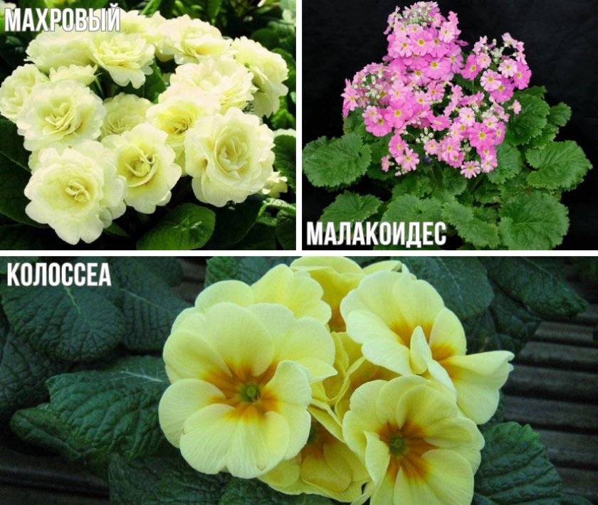 Сорта примулы