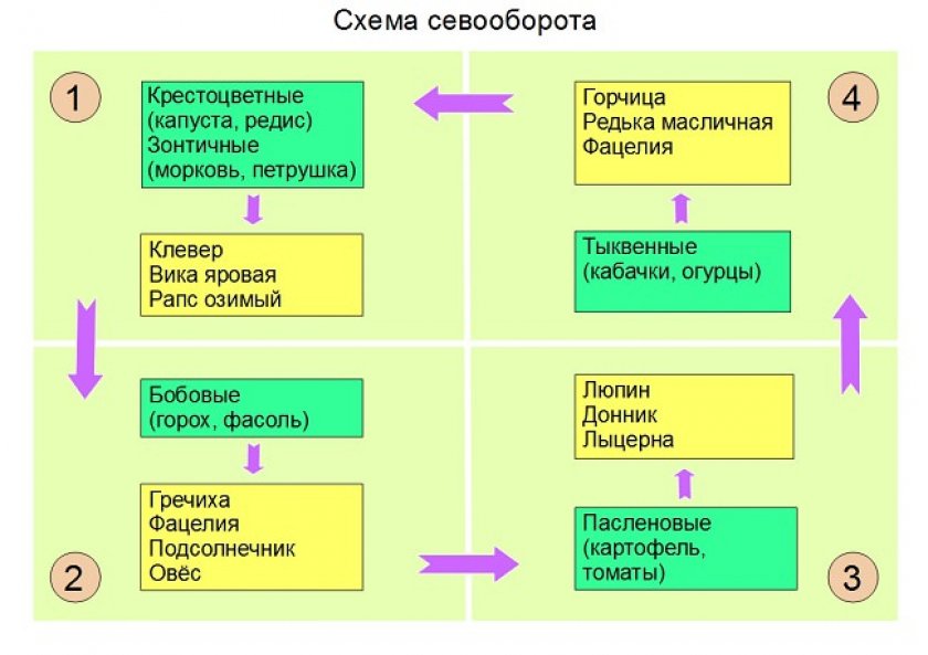Севооборот гречихи