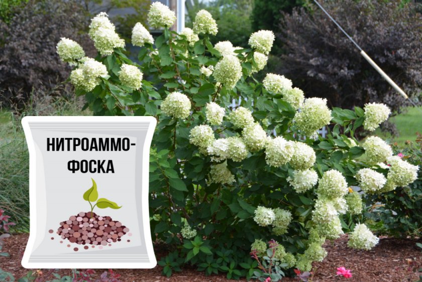 Подкормка гортензии