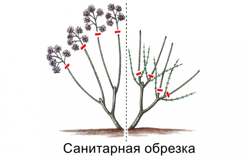 Санитарная обрезка гортензии