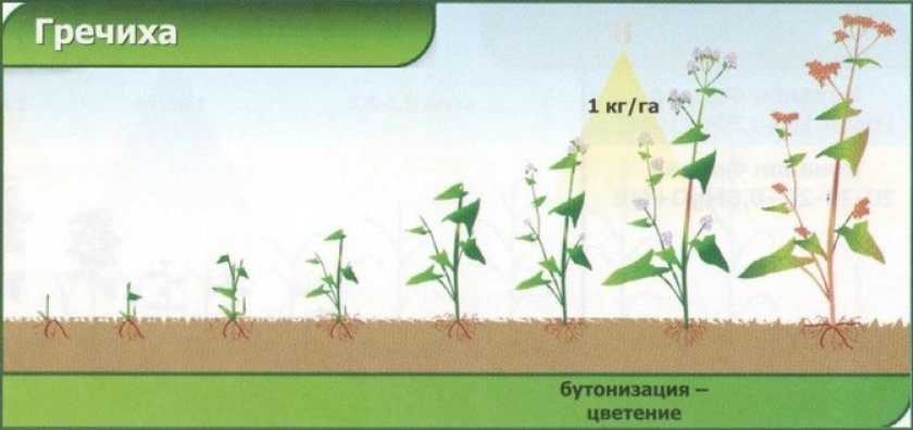 Фазы роста гречихи