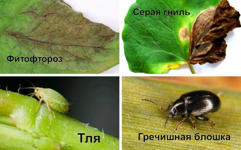 Болезни и вредители гречихи