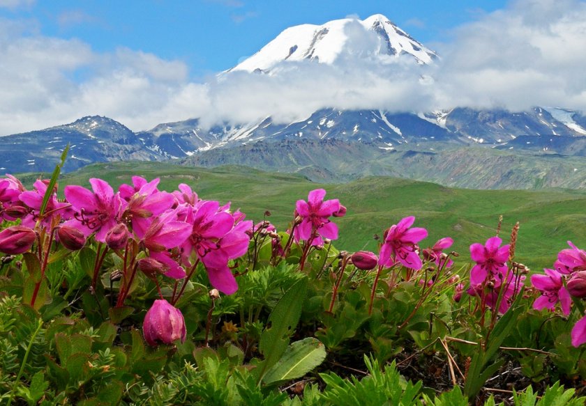 Камчатский рододендрон