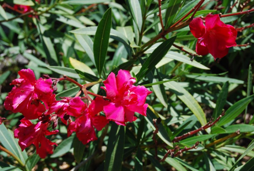 Hardy red