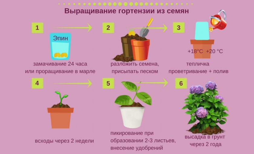 Семенной посев гортензий