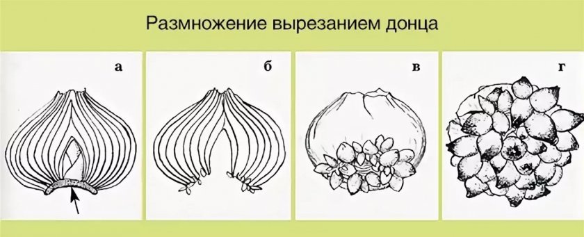 Размножение вырезанием донца