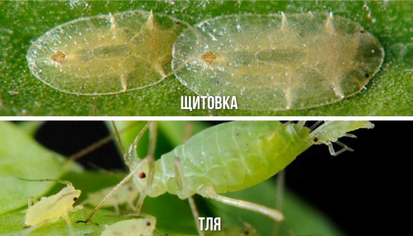 Вредители черники