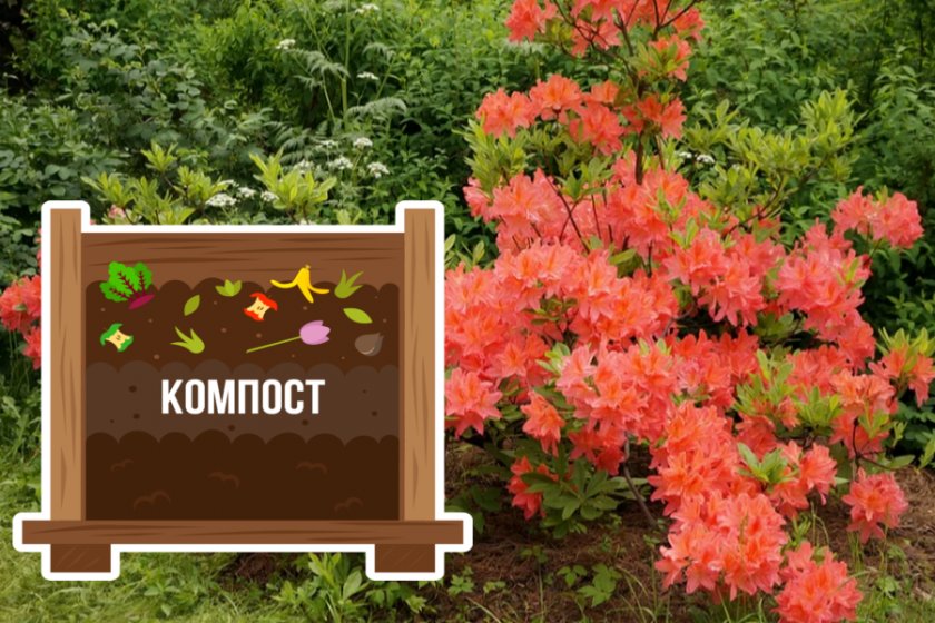 Подкормка компостом