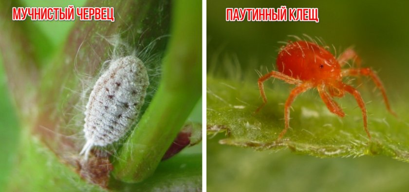 Вредители рододендрона